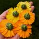 Natural Defense: A Skin Ritual That Protects Without Compromise