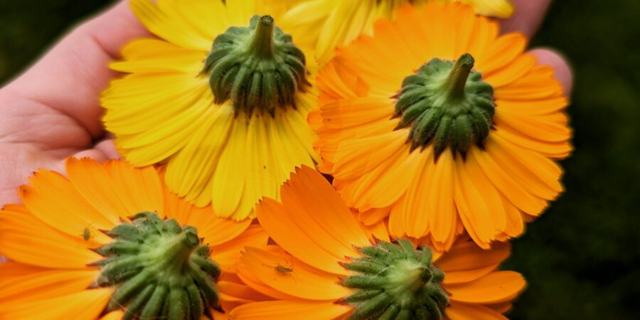 Natural Defense: A Skin Ritual That Protects Without Compromise